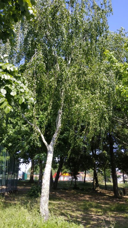 00065.IMG 161122