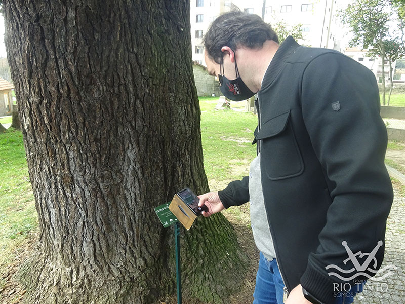 2021 03 24 Quinta das Freiras Património Arbóreo Árvore Nº. 1 37