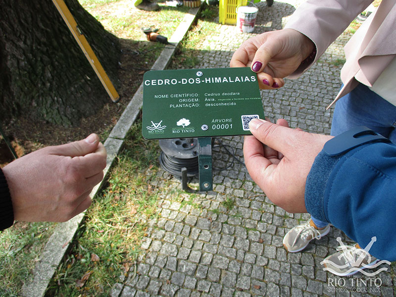 2021 03 24 Quinta das Freiras Património Arbóreo Árvore Nº1 39