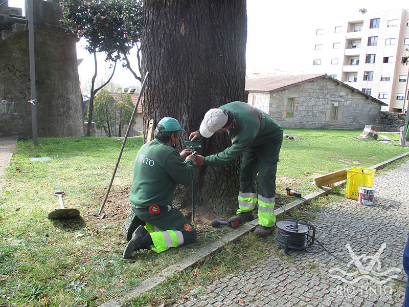 2021 03 24 Quinta das Freiras Património Arbóreo Árvore Nº1 58