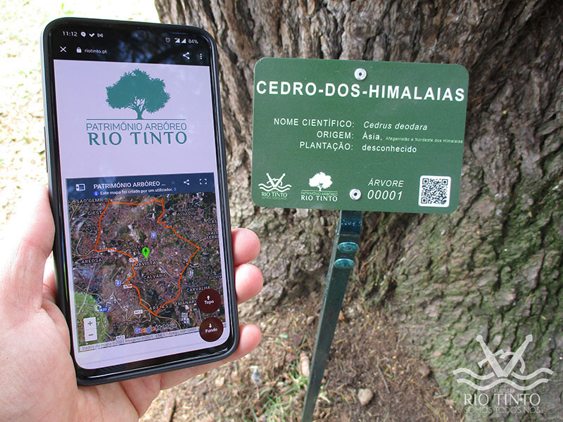 2021 03 24 Quinta das Freiras Património Arbóreo Árvore Nº1 92